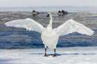 Trumpeter swan, winter time wing stretch Art Print